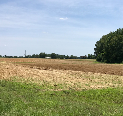 Sweet Potato Field in Willow Spring NC - Alexander Services Sweet Potato Field in Willow Spring NC