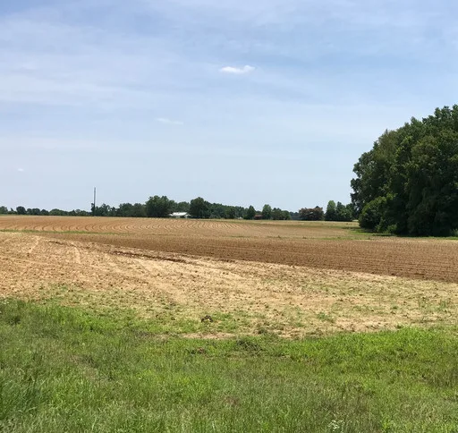 Sweet potato field in willow spring nc
