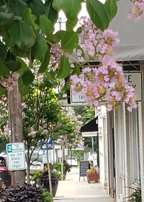 Town of Angier - Alexander Services Angier NC Crepe Myrtles